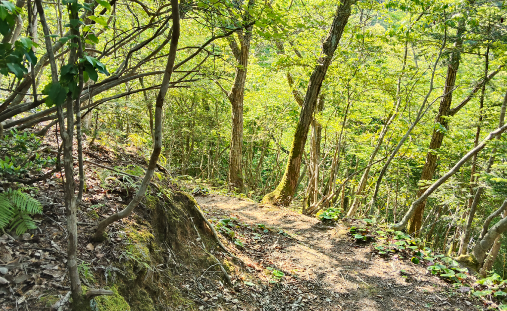 題目山からの下山②